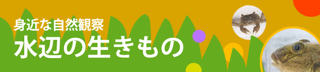 身近な自然観察 水辺の生きもの