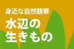 身近な自然観察 水辺の生きもの