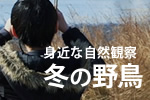 身近な自然観察 冬の野鳥